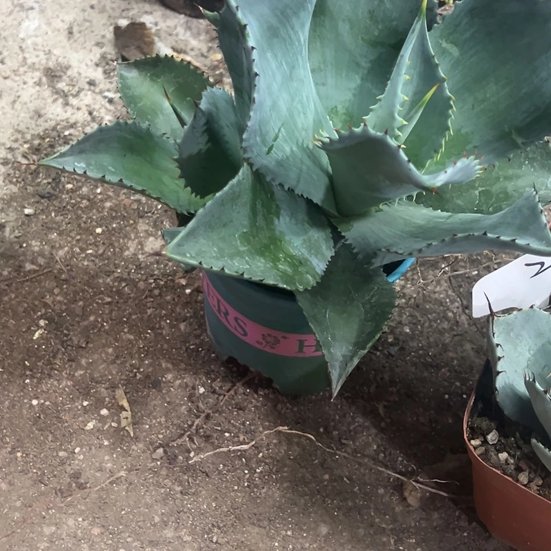 不***的诺娃龙舌兰双头植物