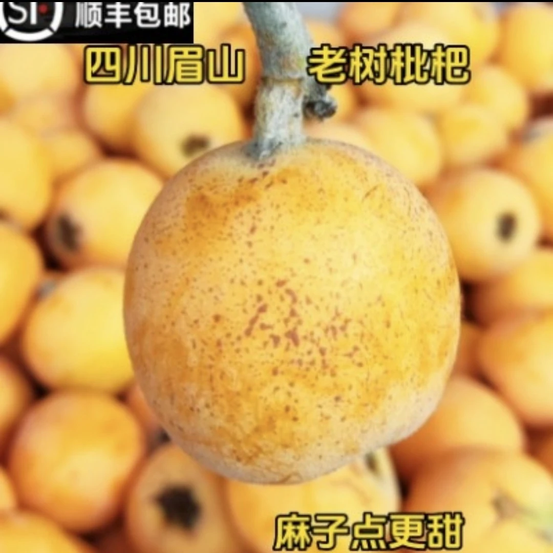 【顺丰包邮】四川眉山高山老树枇杷，鲜果枇杷，产地直发。