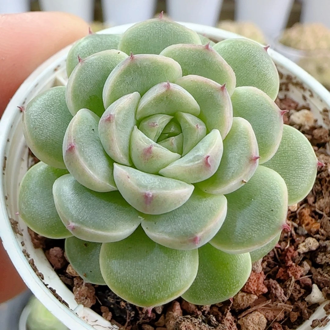 1113-69（优选麦杆）