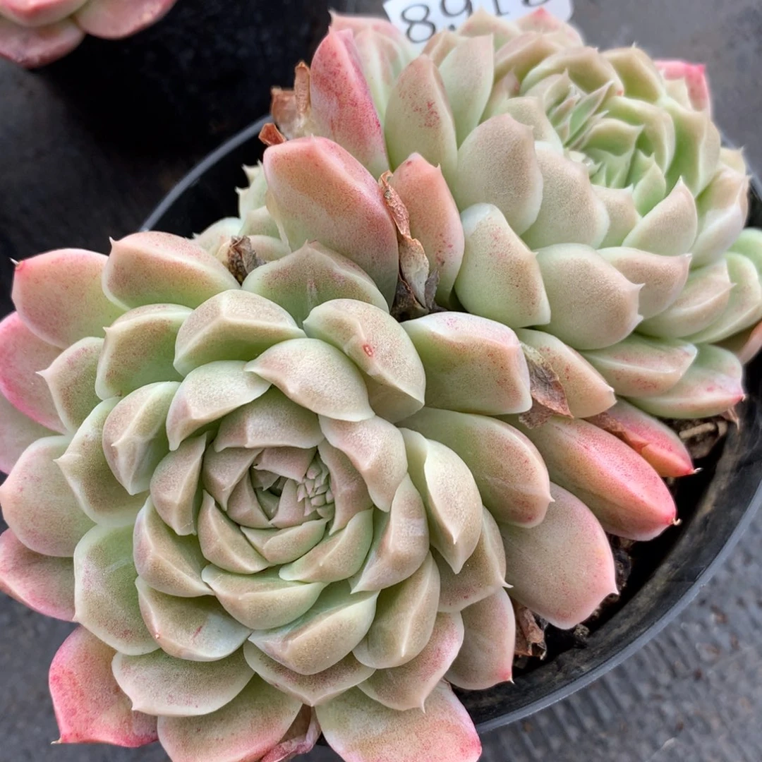 8913杂交多肉植物基地