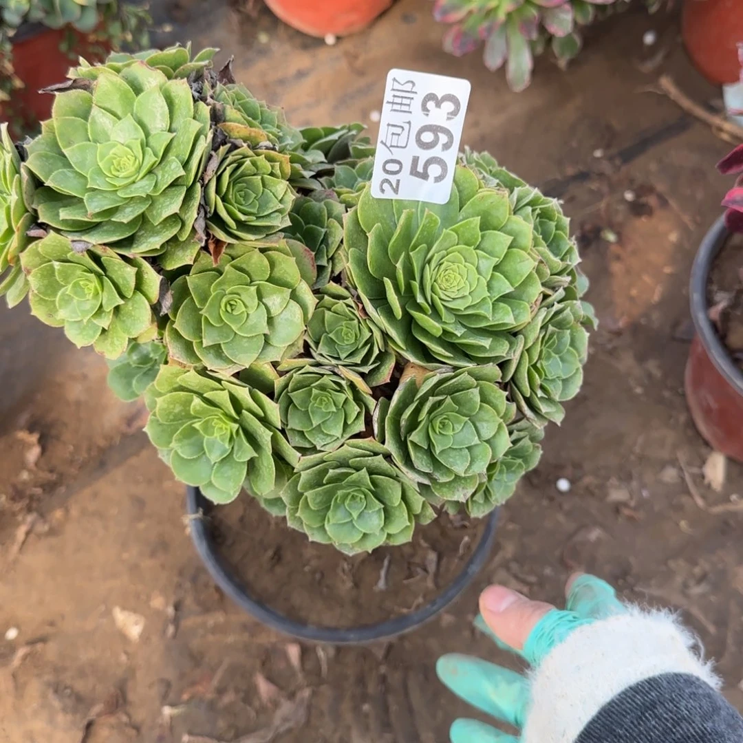 绿羊绒593满20包邮断枝不包