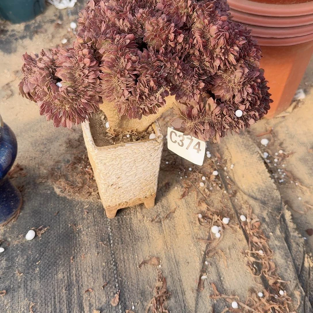 374万缀一颗呀呀