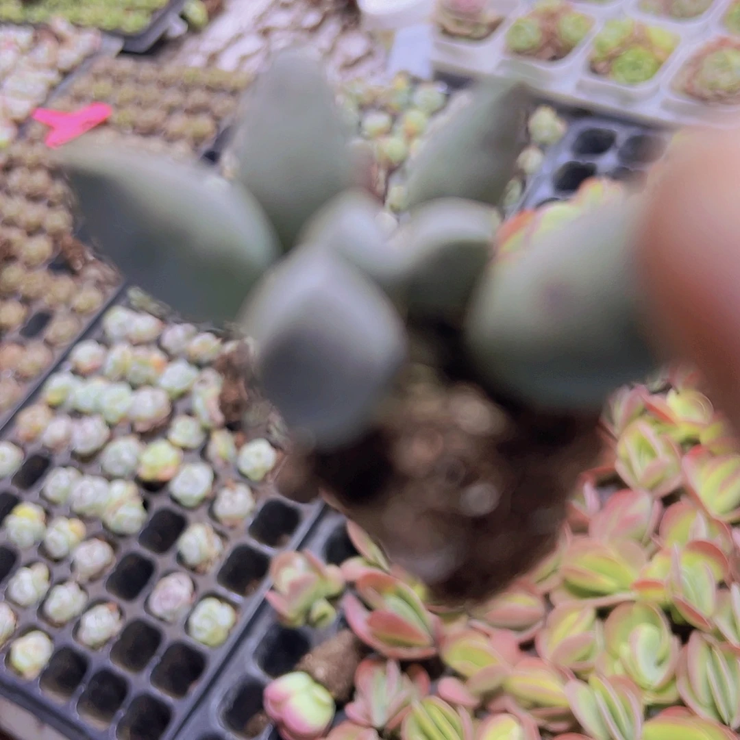 小海豹3个19包邮多肉植物