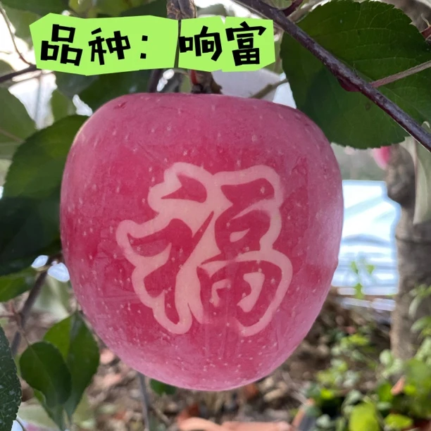 【响富】山东烟台栖霞红富士响富苹果全红脆甜爆汁