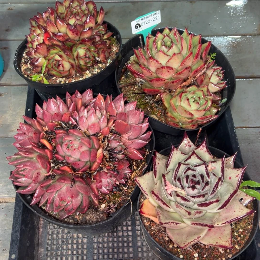 从前慢多肉精选编号0122.221