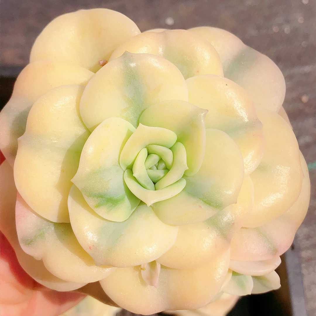 多肉   单头起母本可爱玫瑰锦大头一颗（叶展8左右）满28包邮除偏