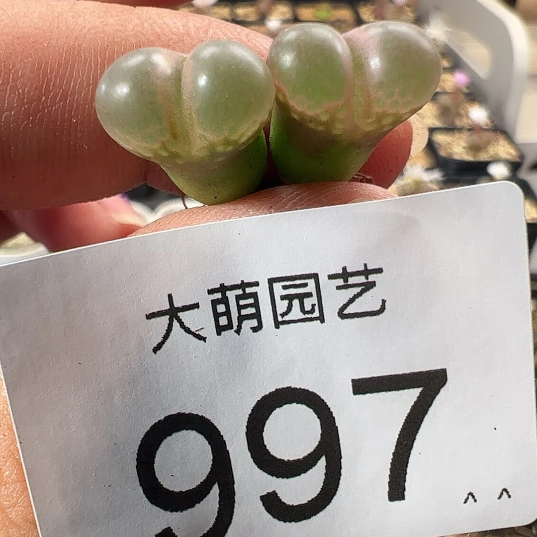 一物一拍。 黑眼豆豆997