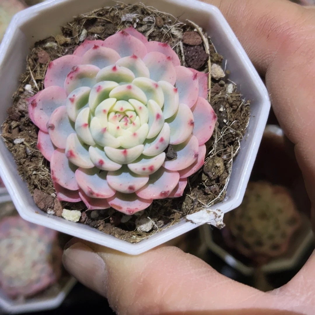 小***依38多肉植物提取萃取剂中