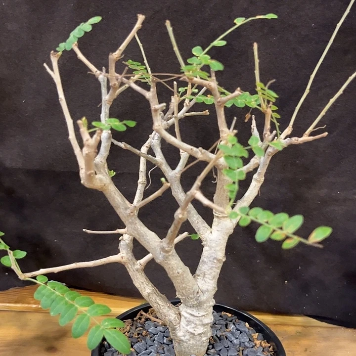 潮流植物尼勒达橄榄
