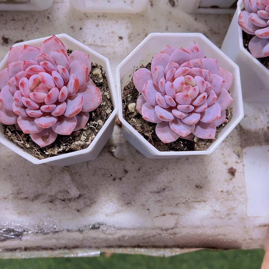 小精品星星橙2盆19包邮