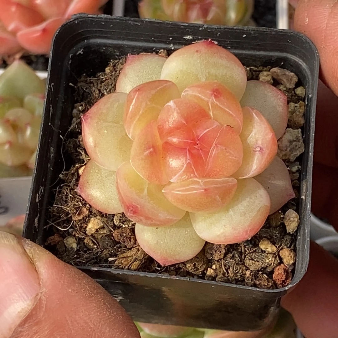 天官赐福百无禁忌