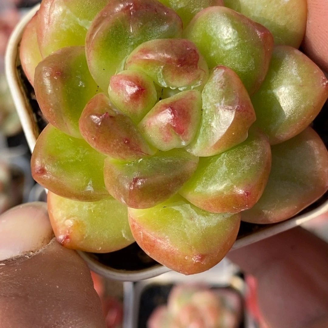 天官赐福百无禁忌