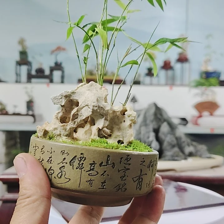 盆景，凤尾竹，玲珑石