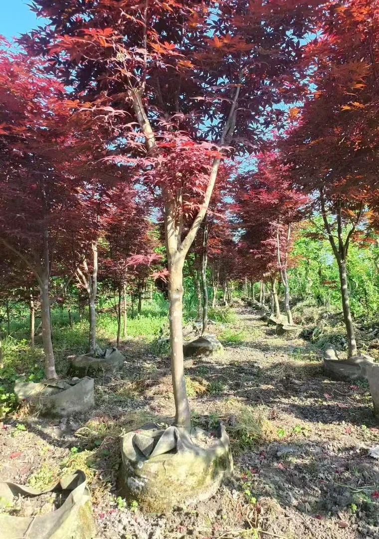 耐寒红枫树苗适合庭院盆栽