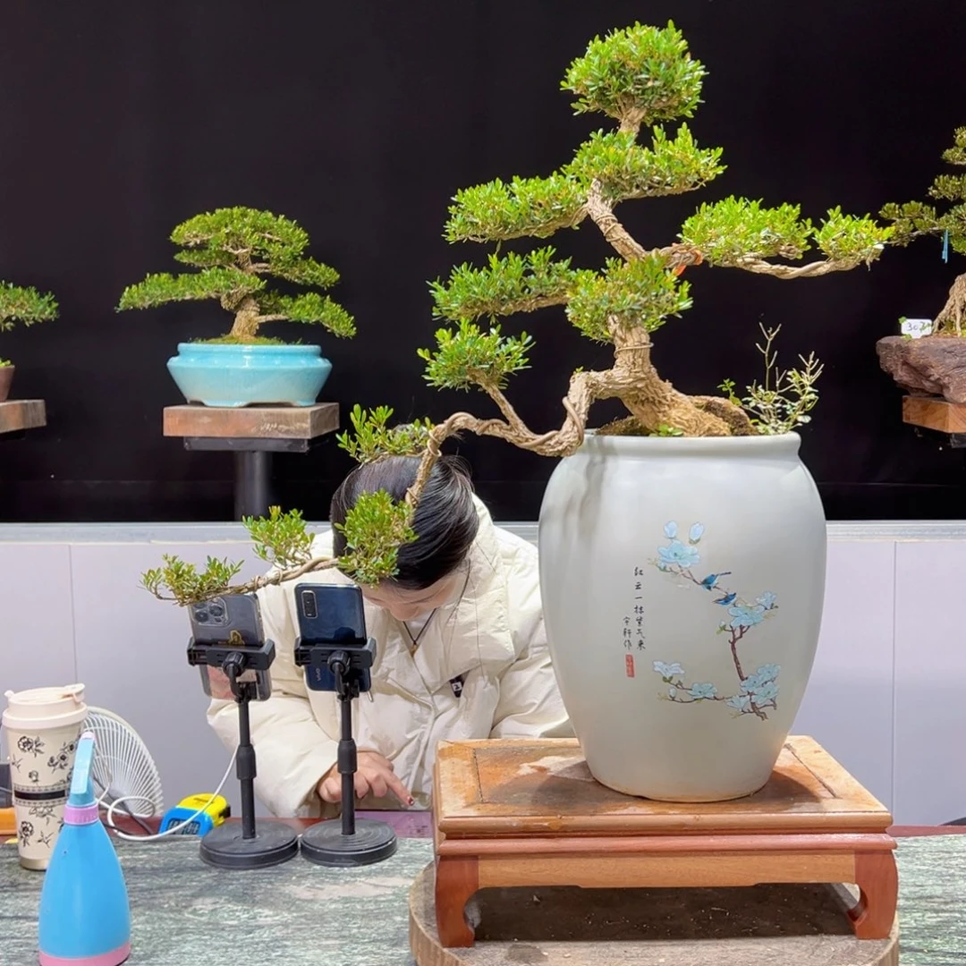 四季常青老桩黄杨盆景