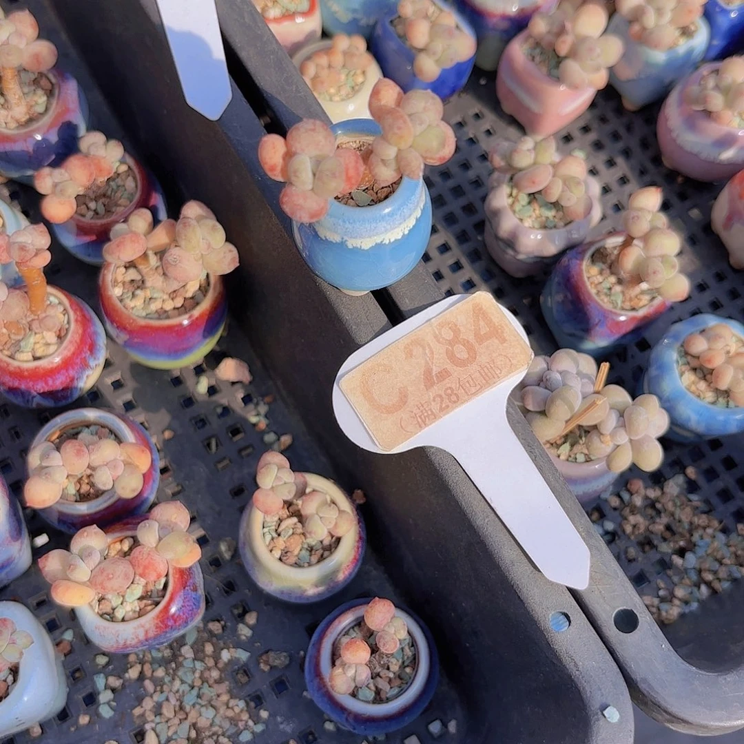 C284萤火虫一物一拍