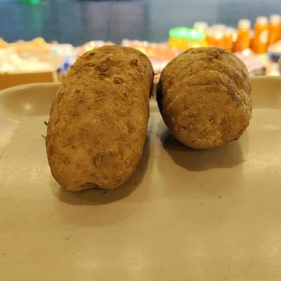 中国大陆乌蒙山下小草坝现挖现发新鲜天麻煮鸡煮排骨煲汤