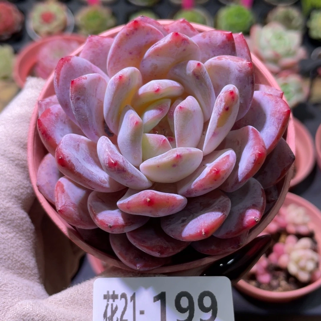 花利美21-199橙梦露