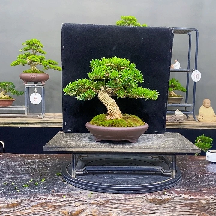 无花朵黄杨盆景四季常青不落叶