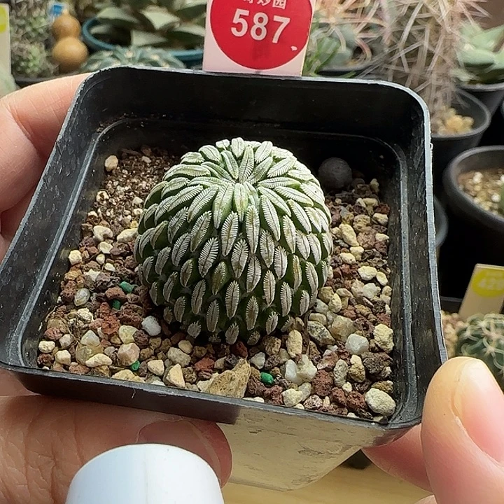 自根精巧丸3.5cm一棵树上