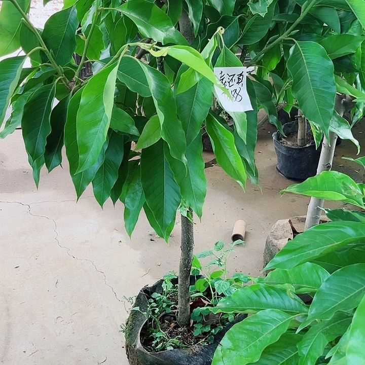 白兰花是真的好看