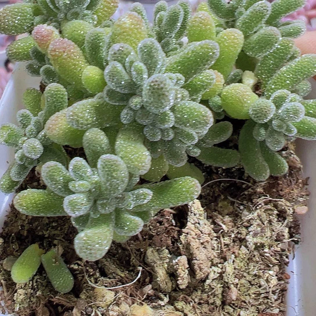 冰晶枝干19包邮多肉植物