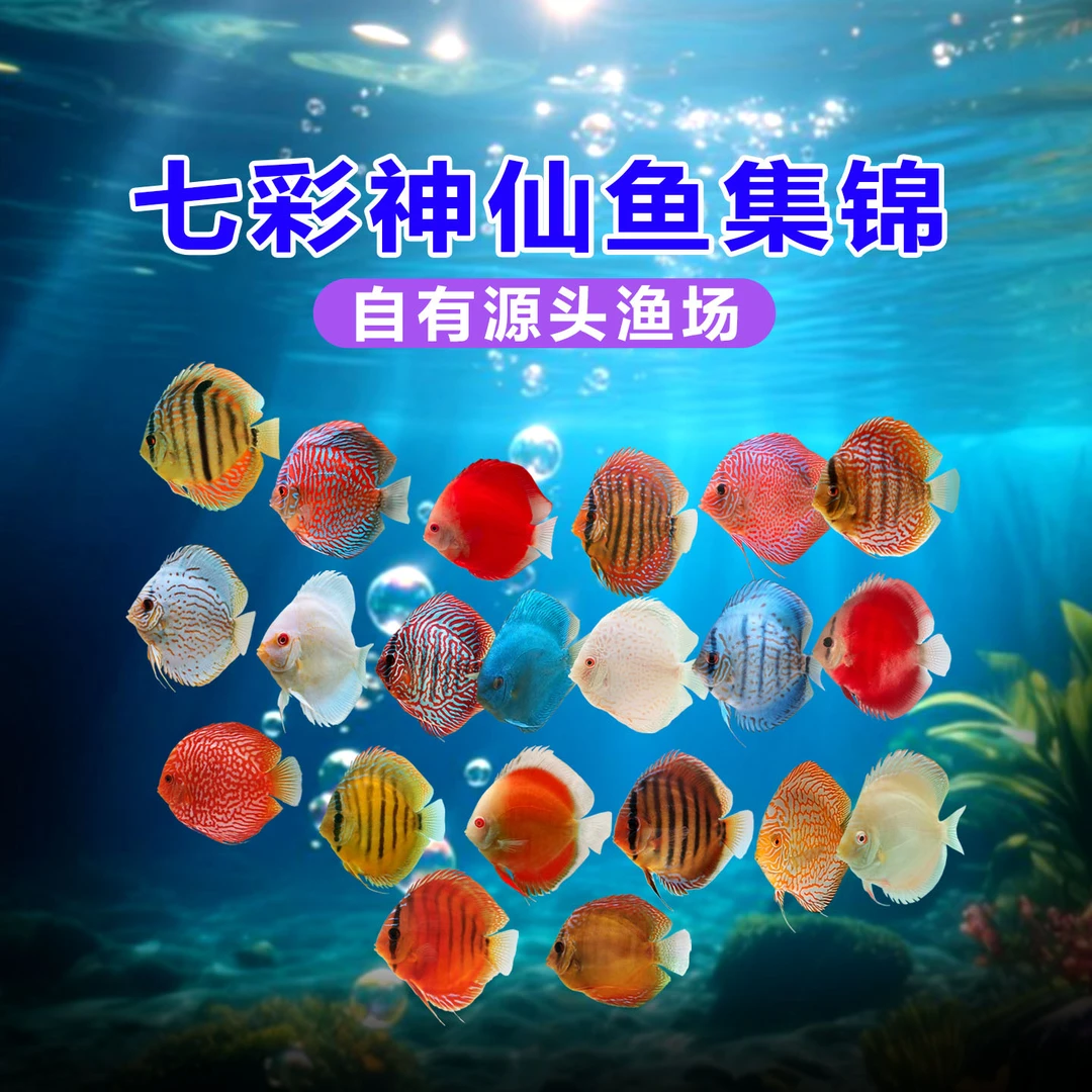 七彩神仙鱼高品质观赏鱼热带淡水鱼野彩F1系列全长4-5cm幼鱼包损