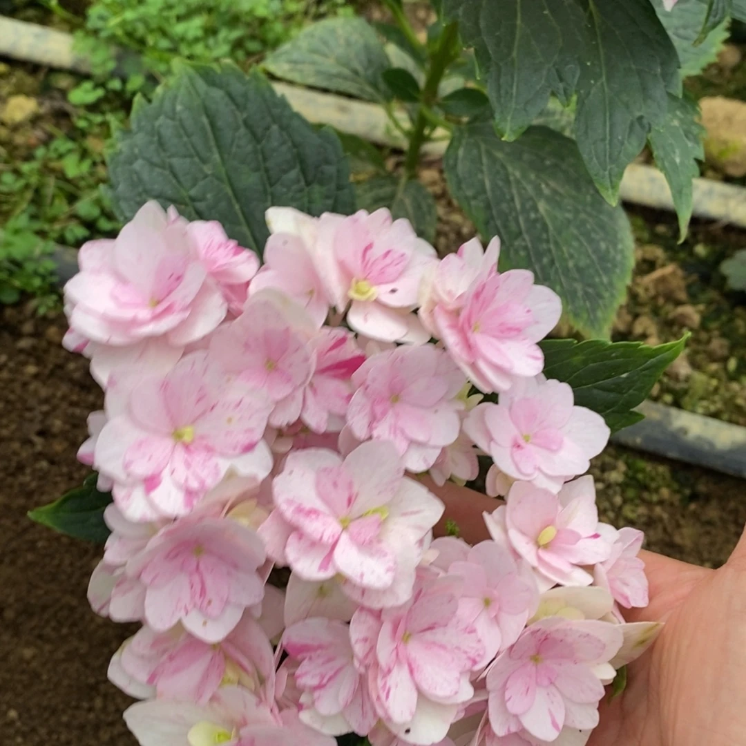 加348号绣球/有色差介意勿拍/3单冷链包邮偏远补运费发德邦空运