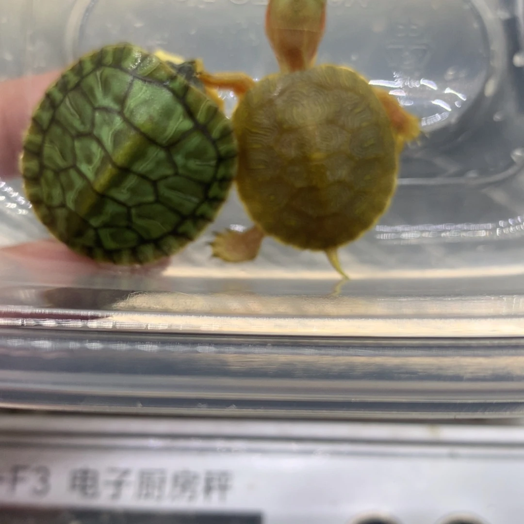 不分公母巴西彩龟