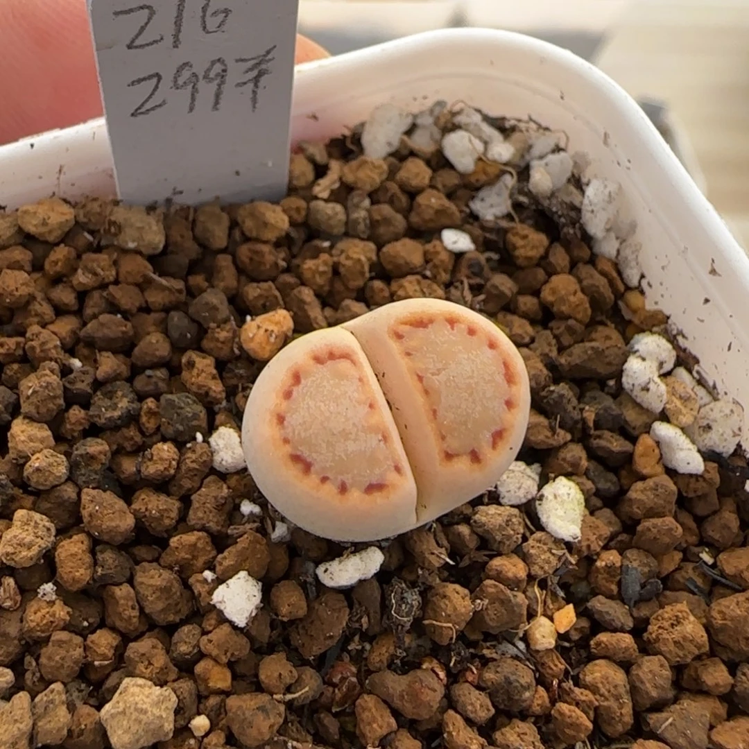 1.3。       216饼干。    2022