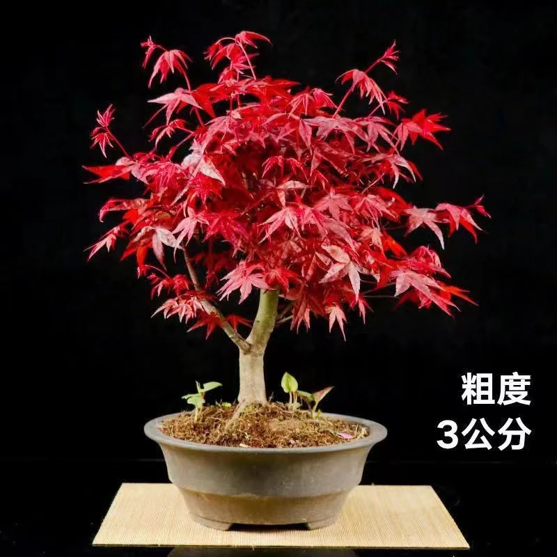 红舞姬枫树中华小叶红中国红枫树庭院别墅植物精美盆栽苗好养好看