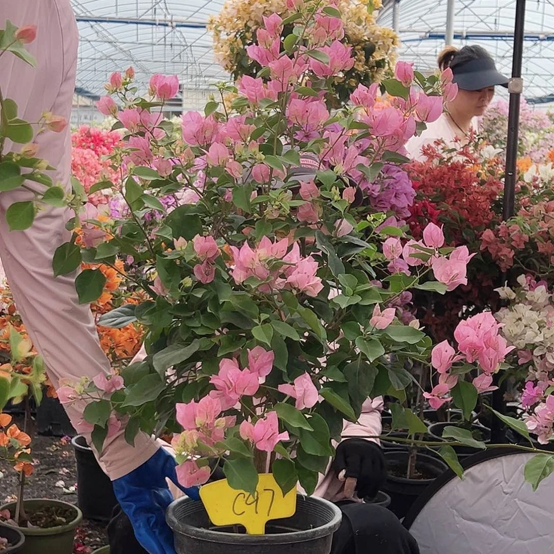 忘***记大部分花苞少量开放C97红粉