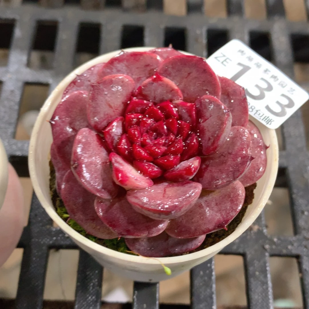肉萌萌拇指盆精控多肉ZE133