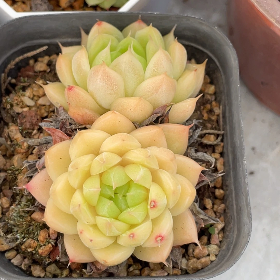 麦秆双头满35包邮