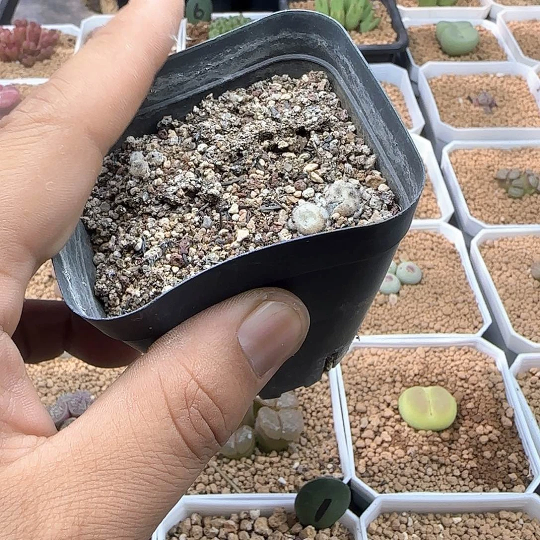 桃***啊开播福利来啦40545