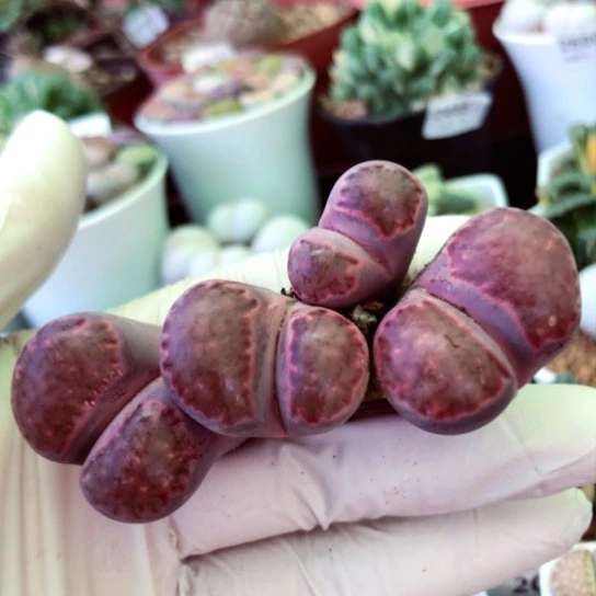 2524，4头群如图紫李