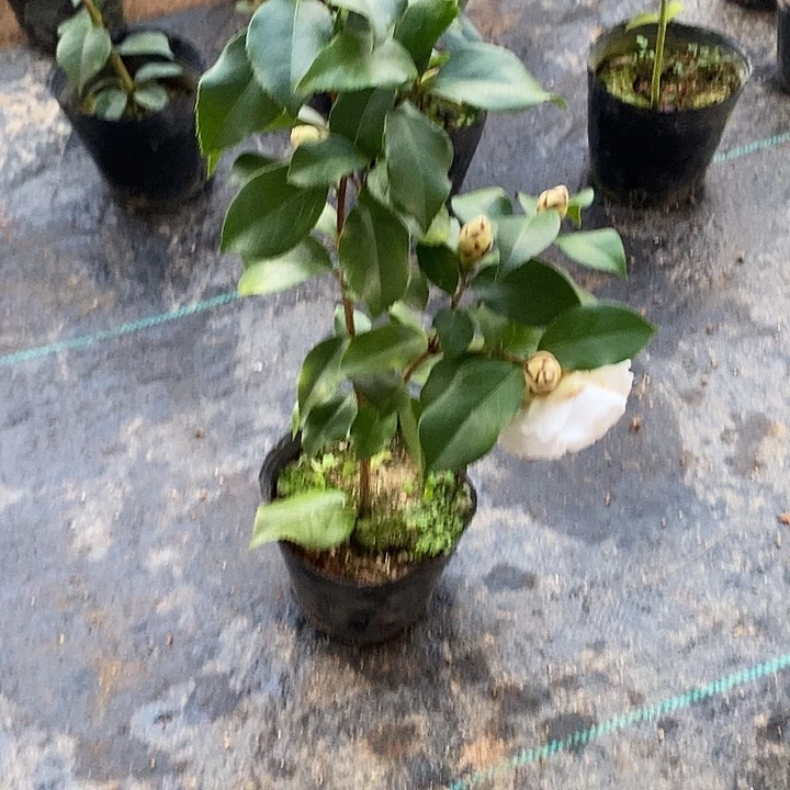 白雪塔茶花  白色系 带花苞