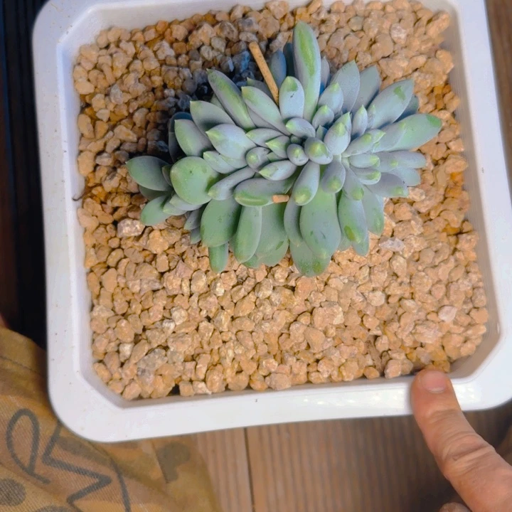 海豚哥特缀福利1111111111