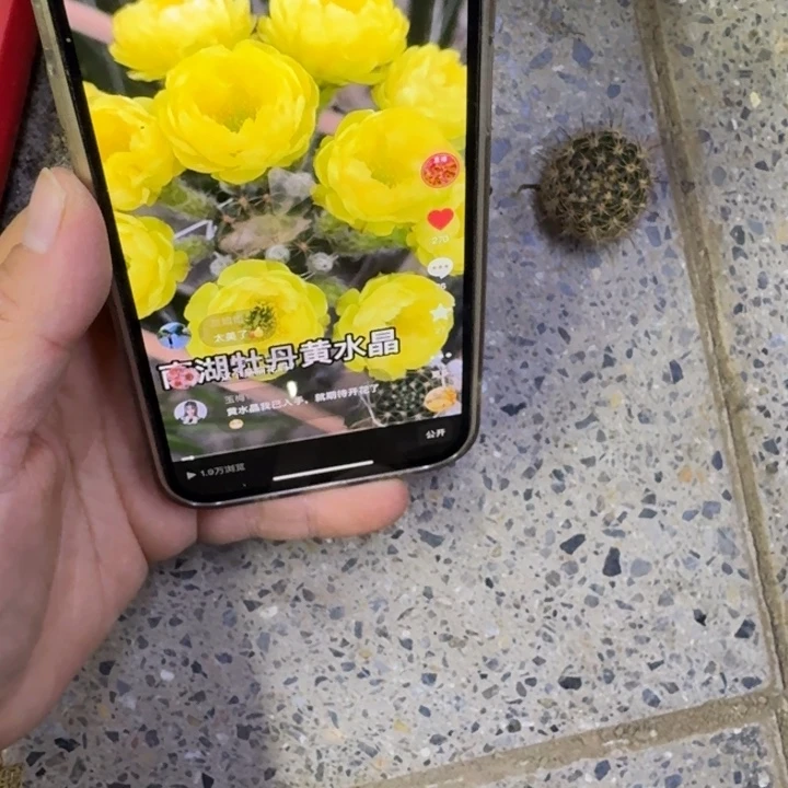 318丽黄水晶歪无根侧牙2到3公分左右