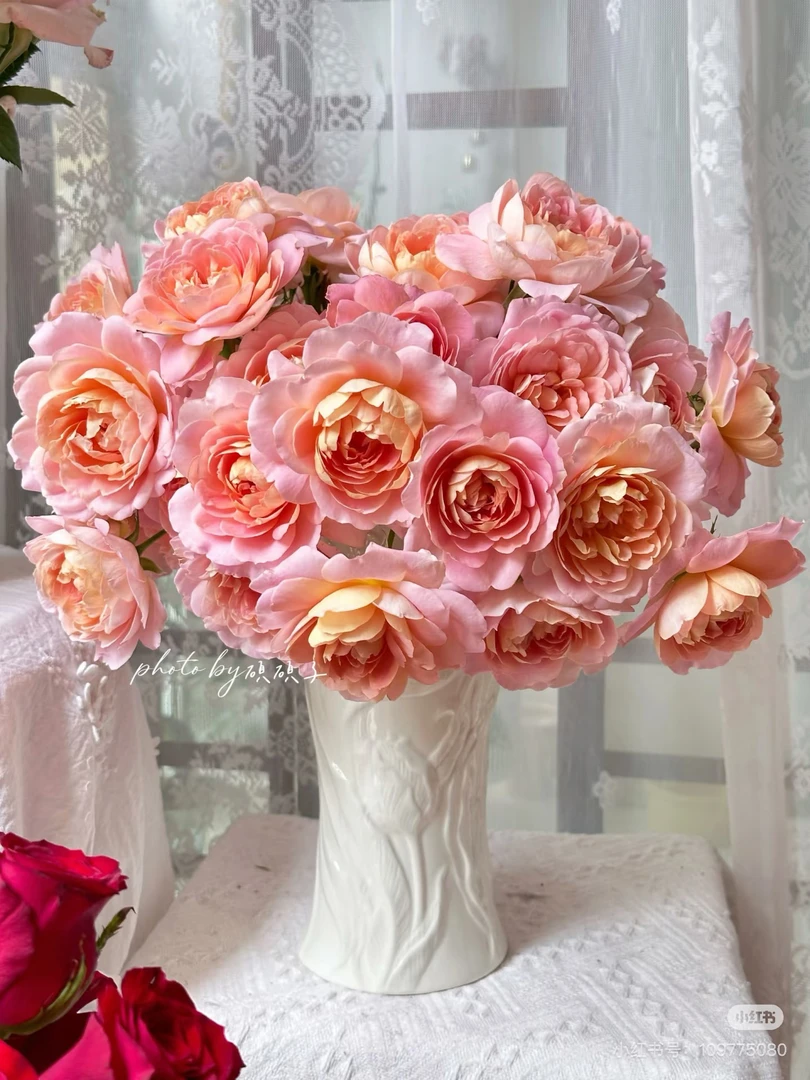 （云昊）多头知秋10支！三件顺丰空运20%不售后