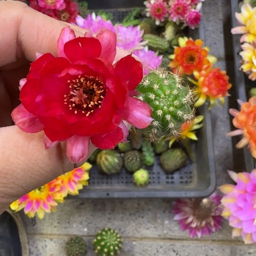 222白檀皇后3个无根侧牙小，20包邮