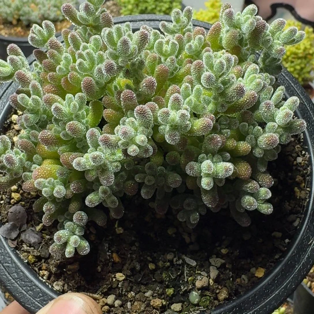 ૡ****?多肉植物枝干番杏