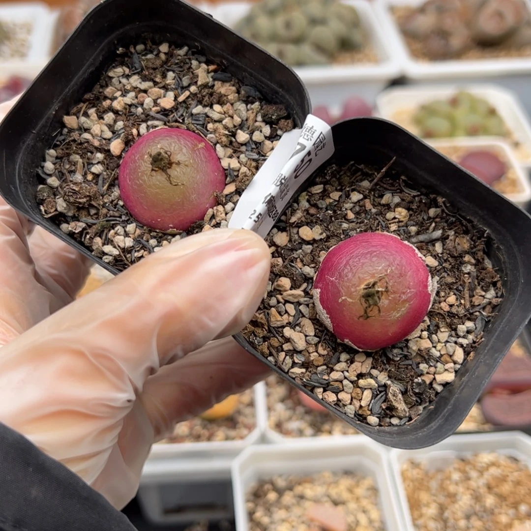 0750号 灯泡 2个 多肉植物