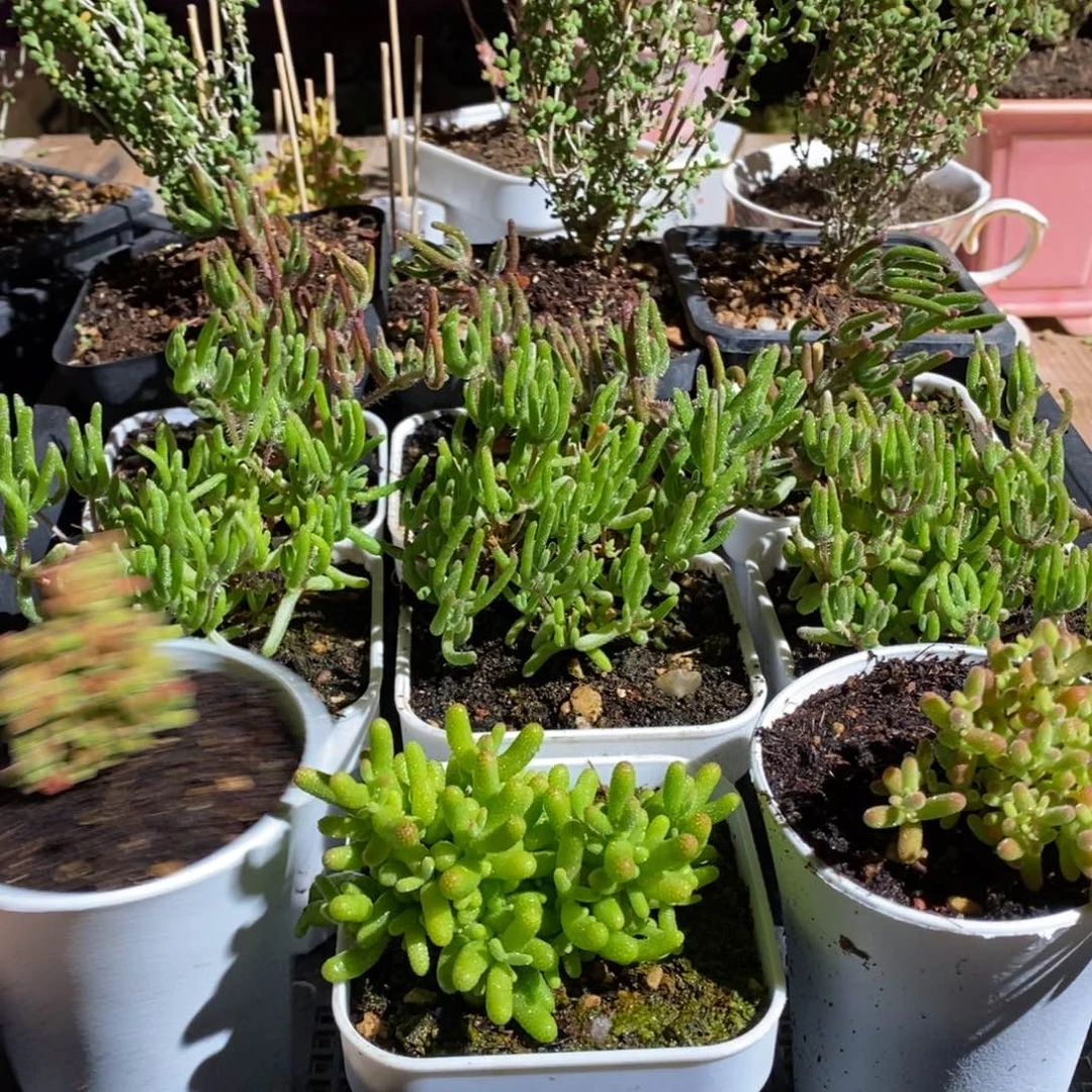 枝干番杏多肉植物037