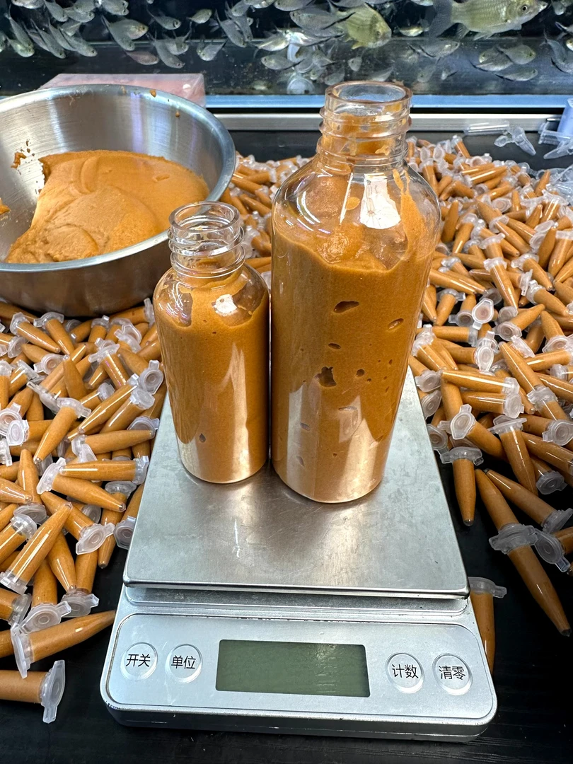 50/100ml大瓶装丰年虾卤幼大红卵 新鲜孵化干冰发货 鱼房专用