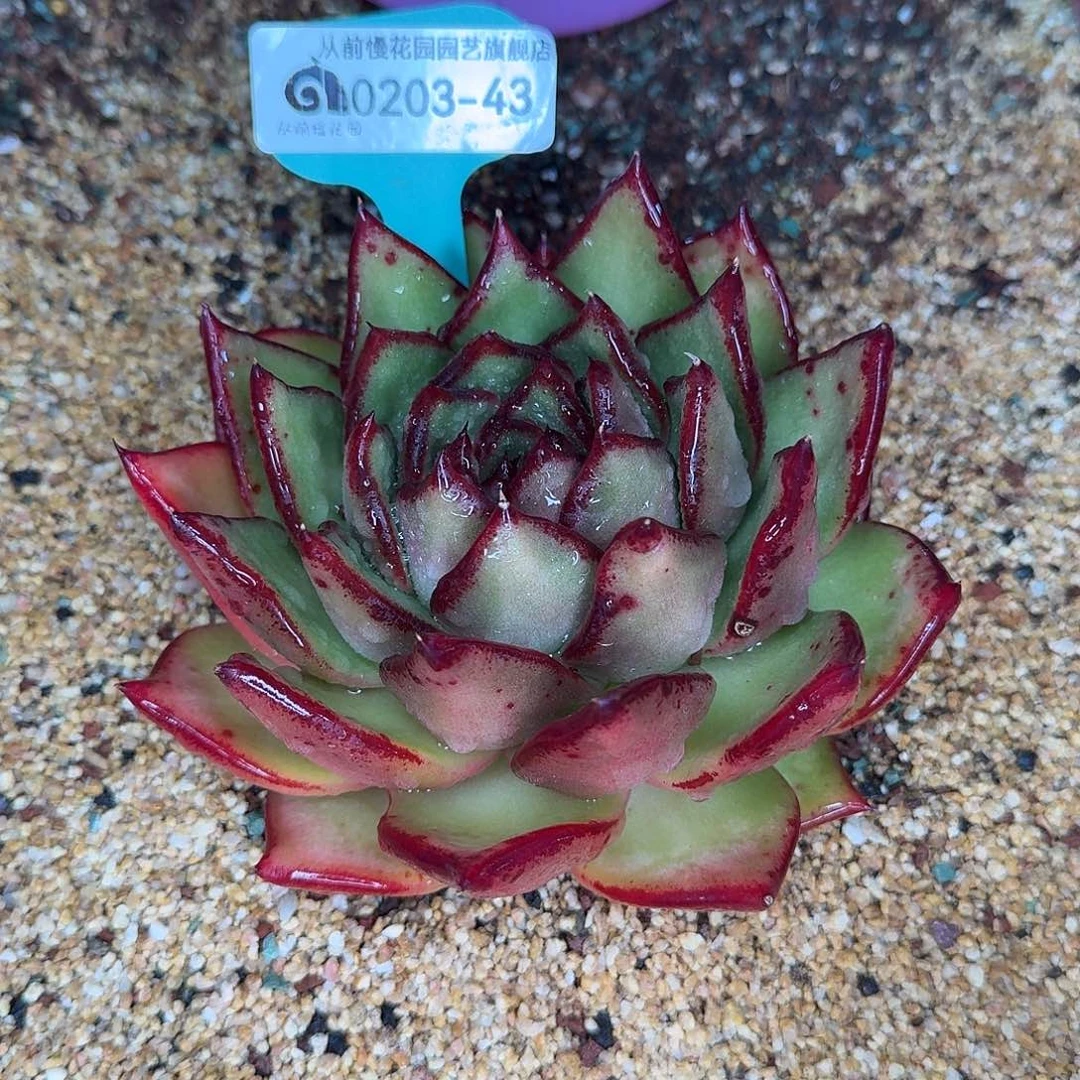 从前慢花园东云多肉0203-43