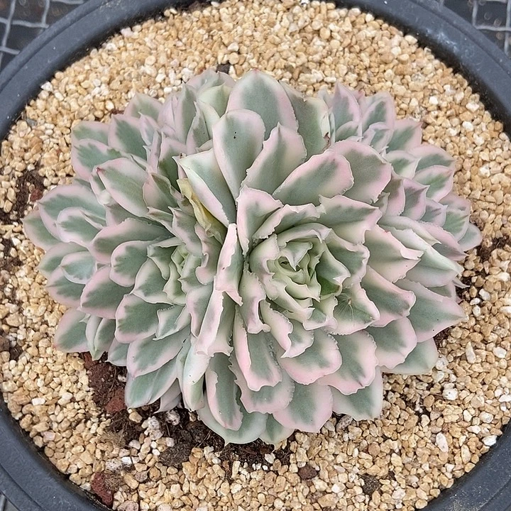 紫蝴蝶锦5头群多肉