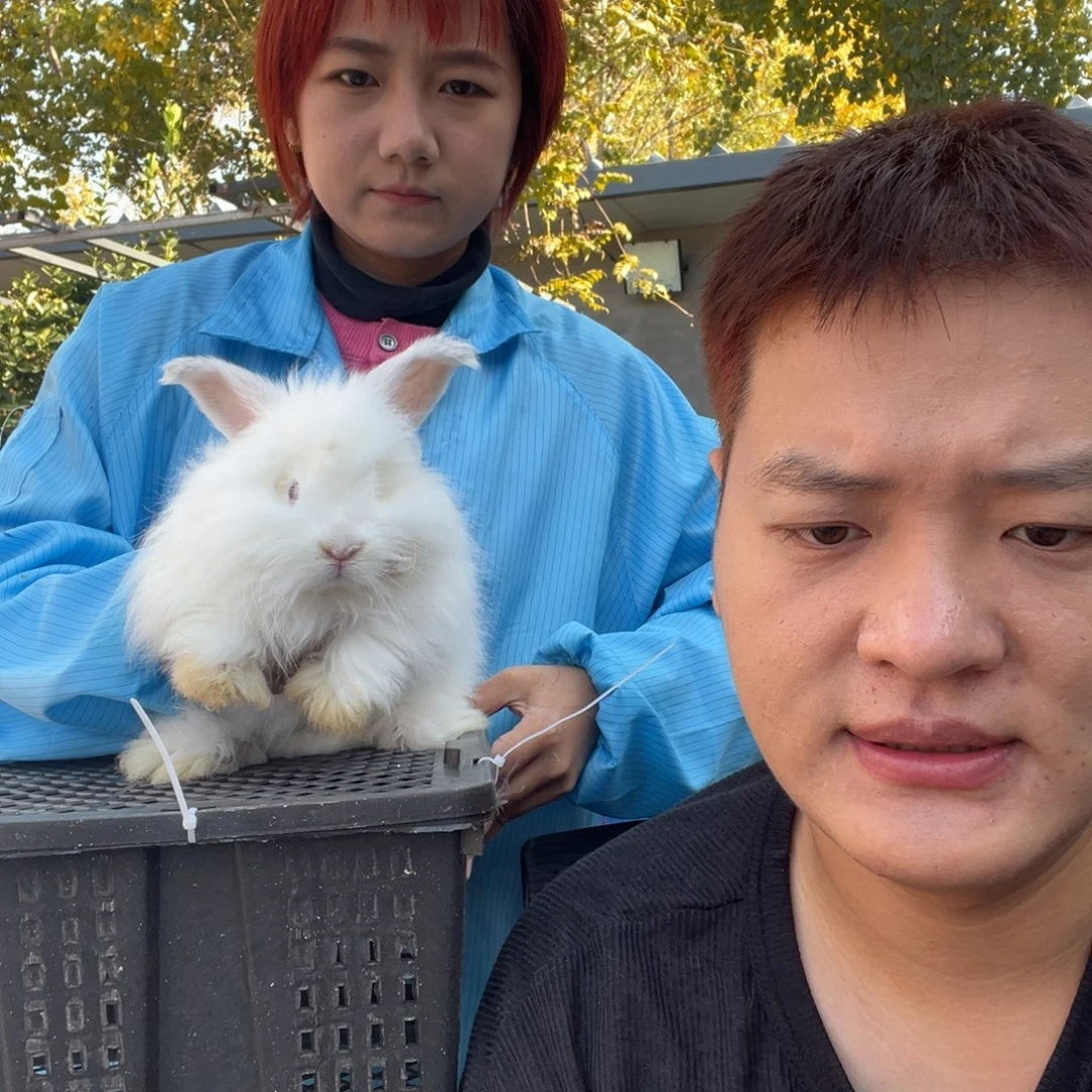 双血统英系安拉兔子