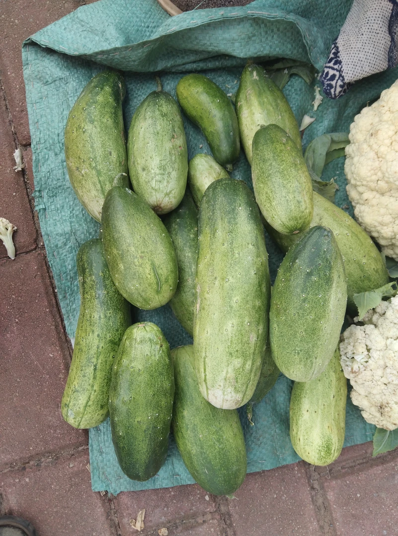 【云南农家老品种黄瓜】农家露天种老品种黄瓜