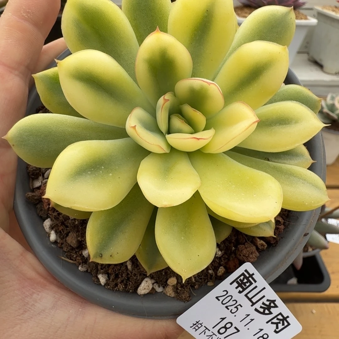 荷花锦11111118-187